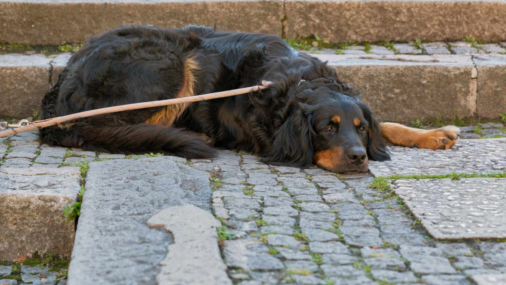 Hund Kotet Aus Protest In Die Wohnung Hilfe, mein Hund kotet nicht nach Kastration!